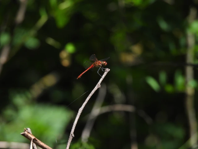 Sympetrum sanguineum - vörös katona-szitakötő