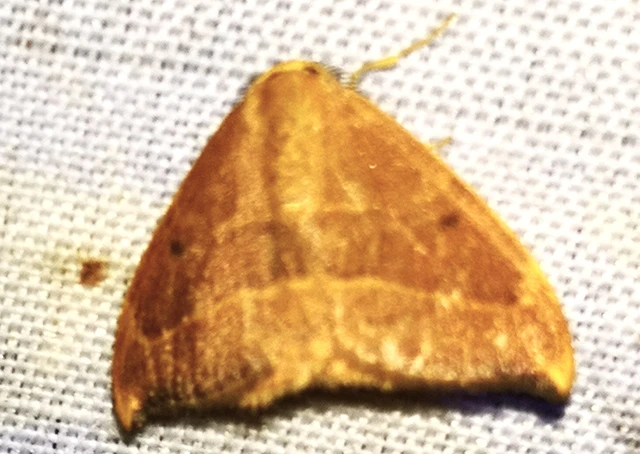 Watsonalla cultraria - bükkfa-sarlósszövő