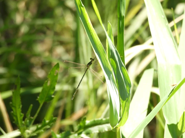 Lestes barbarus - foltosszárnyjegyű rablószitakötő Lestes barbarus - foltosszárnyjegyű rablószitakötő