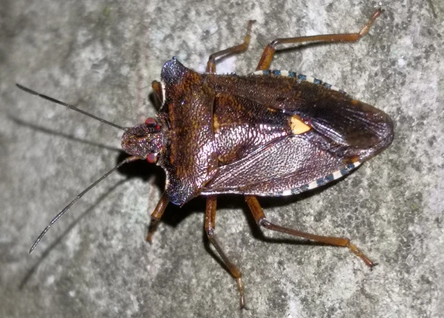 Pentatoma rufipes - vöröslábú címerespoloska Pentatoma rufipes - vöröslábú címerespoloska