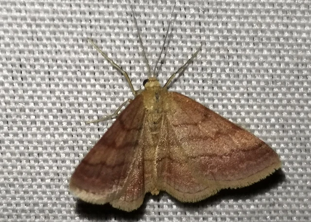 Scopula rubiginata - réti pirosaraszoló