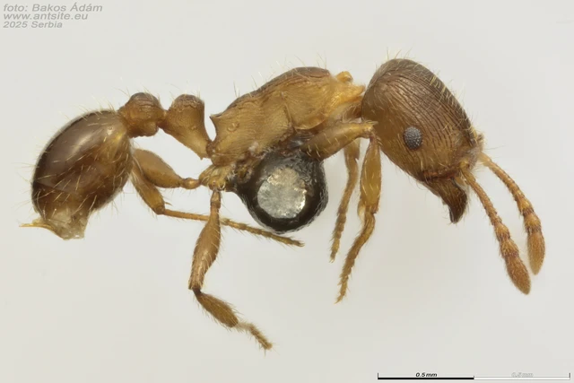 Tetramorium impurum