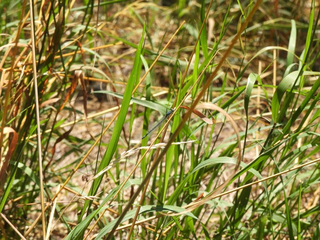 Enallagma cyathigerum - kéksávos légivadász