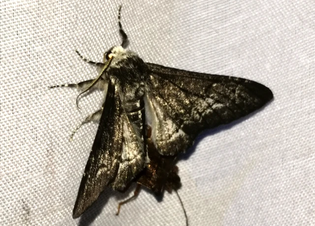 Biston betularia - szürkepettyes araszoló