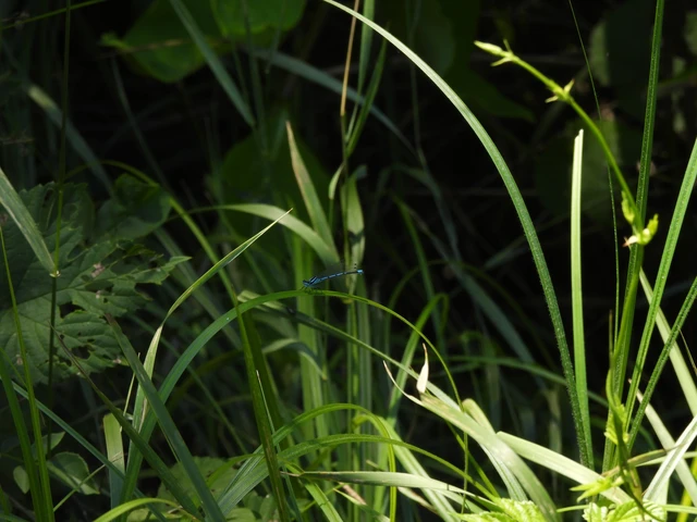 Coenagrion puella - azúrkék légivadász
