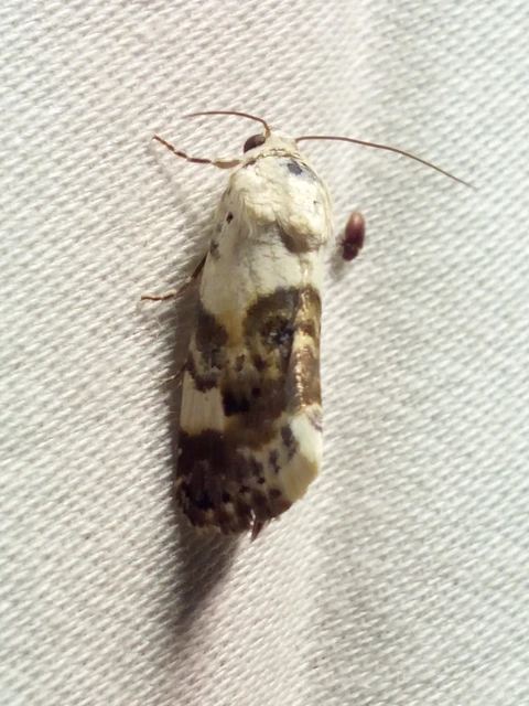 Acontia lucida - fehér nappalibagoly