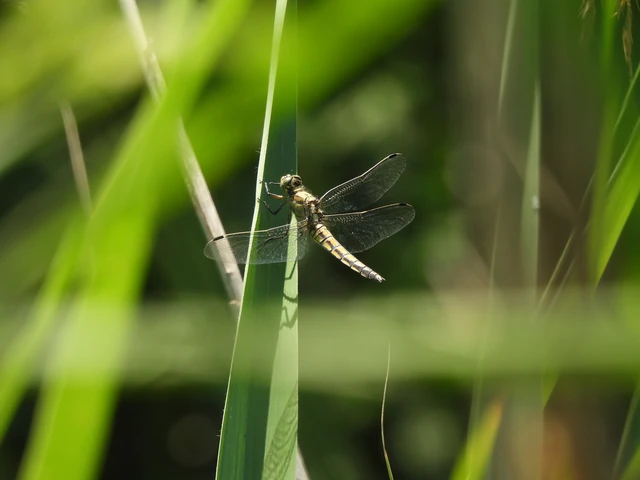 Orthetrum cancellatum - feketefarkú pásztorszitakötő
