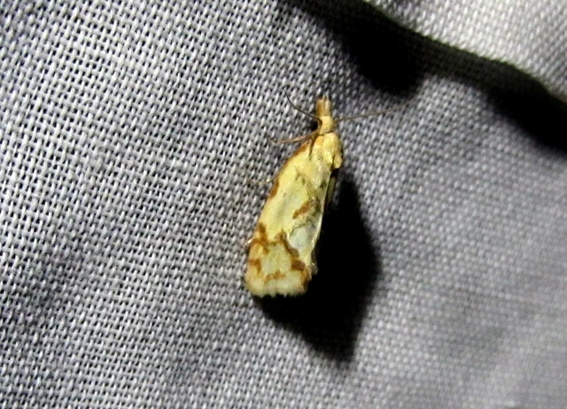 Agapeta hamana - közönséges sárgamoly