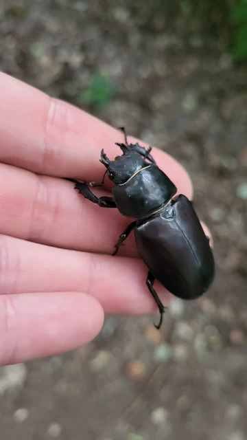 Lucanus cervus - nagy szarvasbogár