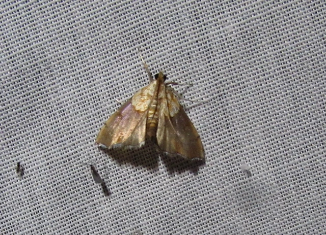 Agrotera nemoralis - ligeti tűzmoly