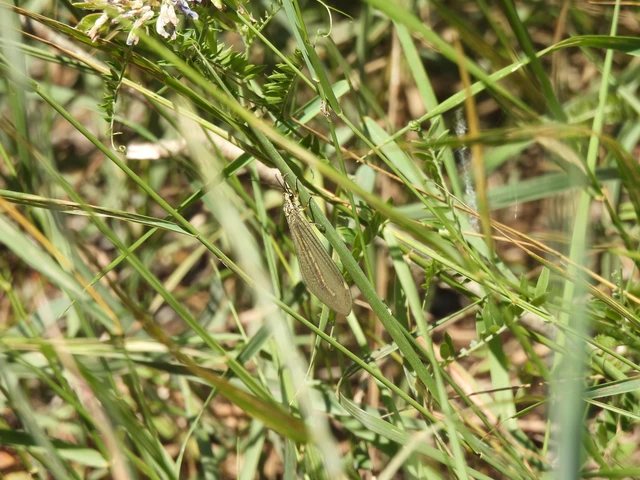 Myrmecaelurus trigrammus - hangyafarkas
