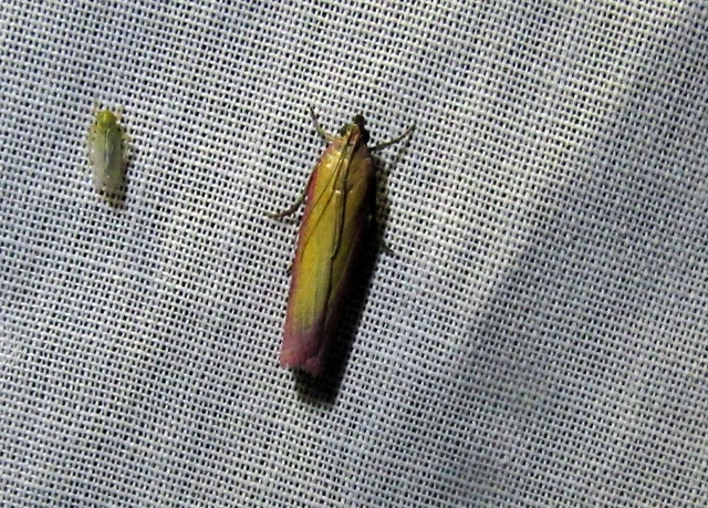 Oncocera semirubella - lucernamoly