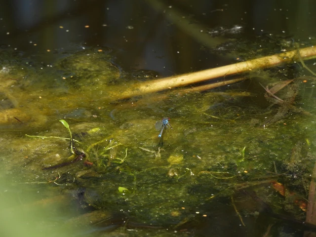 Erythromma viridulum - kis pirosszemű-légivadász