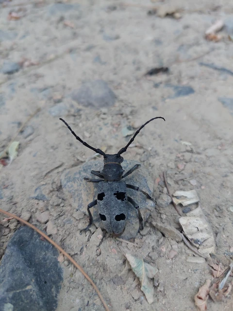 Morimus asper funereus - gyászcincér