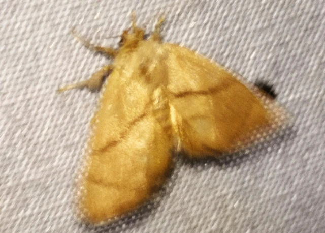 Apoda limacodes - kagylólepke