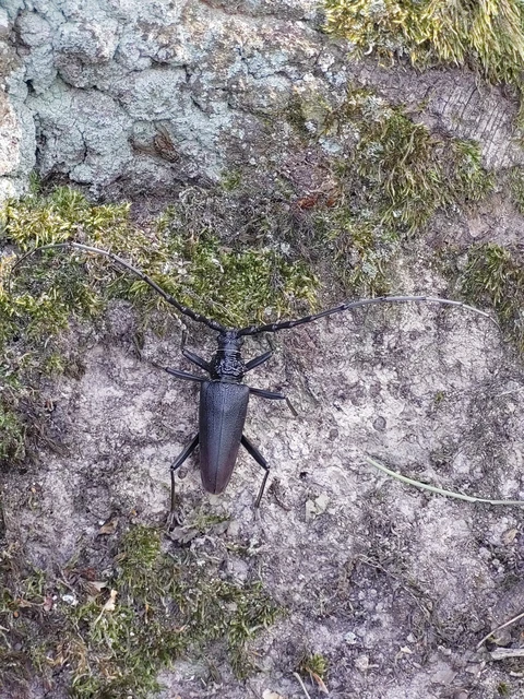 Cerambyx cerdo - nagy hőscincér