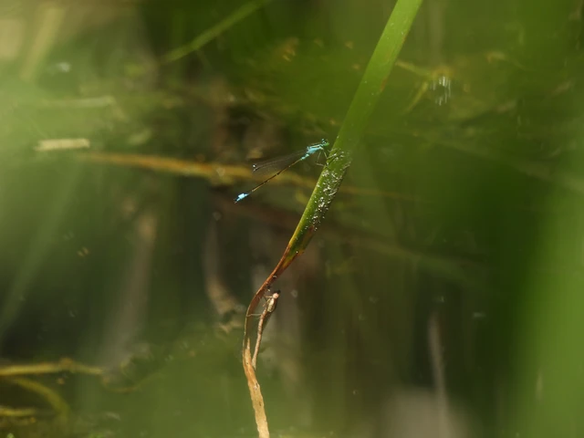 Ischnura elegans pontica - kéköves légivadász