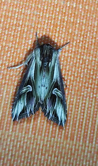 Actinotia polyodon - nagy sugarasbagoly