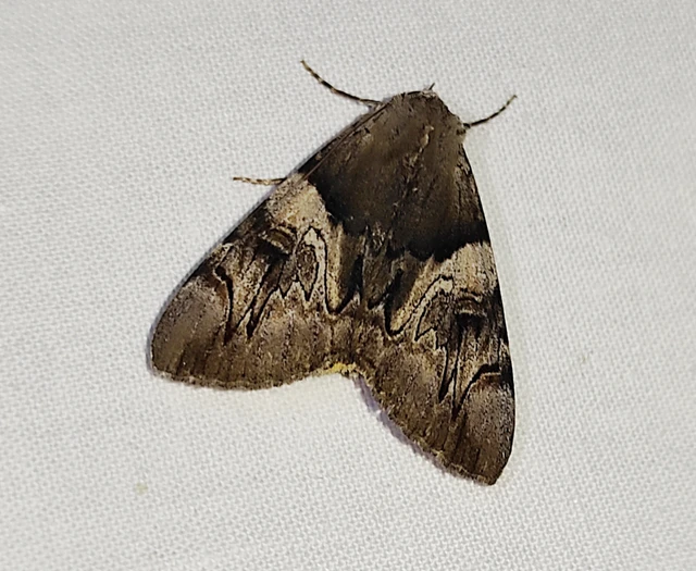 Catocala fulminea - galagonya-övesbagoly