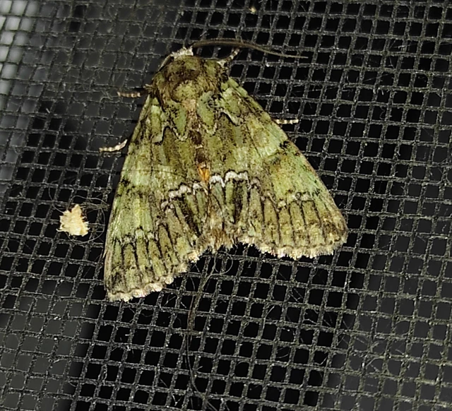 Polyphaenis sericata - selyemfényű erdeibagoly