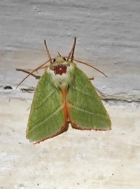 Pseudoips prasinana - bükkfa-zöldbagoly