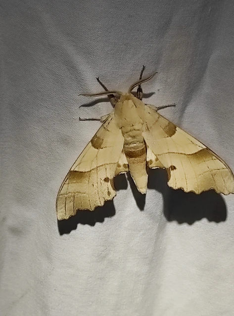 Marumba quercus - tölgyfaszender