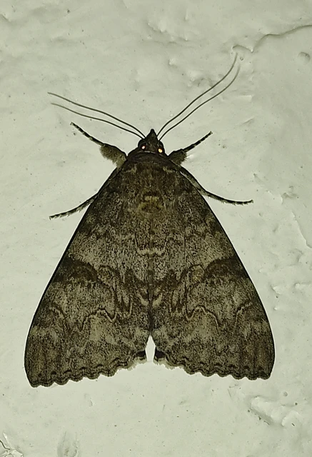 Catocala nupta - piros övesbagoly