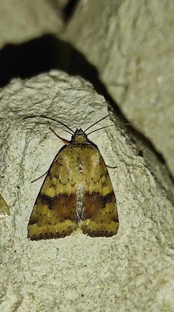 Heliothis viriplaca - mácsonyabagoly