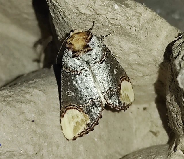 Phalera bucephala - sárgafoltos púposszövő