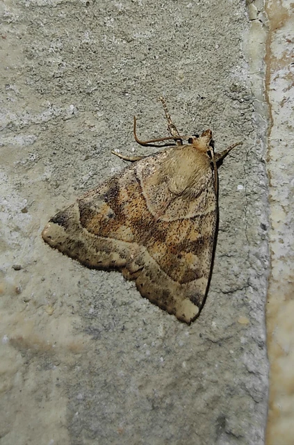 Cosmia trapezina - közönséges lombbagoly