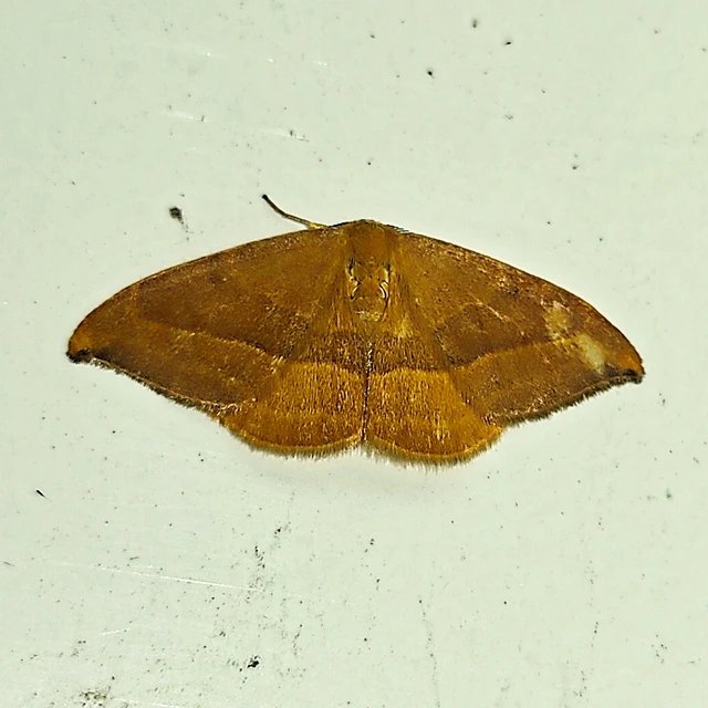 Watsonalla cultraria - bükkfa-sarlósszövő