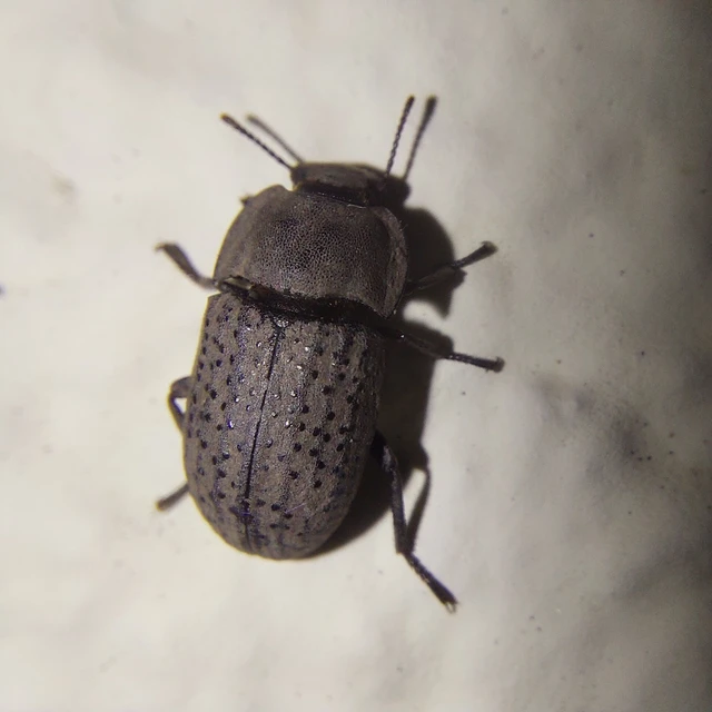 Opatrum sabulosum - sároshátú gyászbogár Opatrum sabulosum - sároshátú gyászbogár