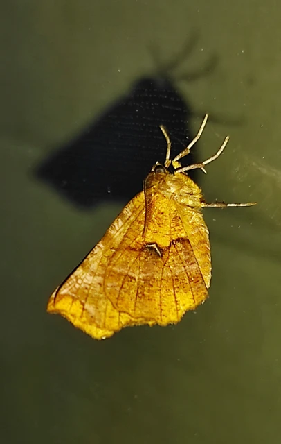 Selenia dentaria - kétfoltos holdasaraszoló