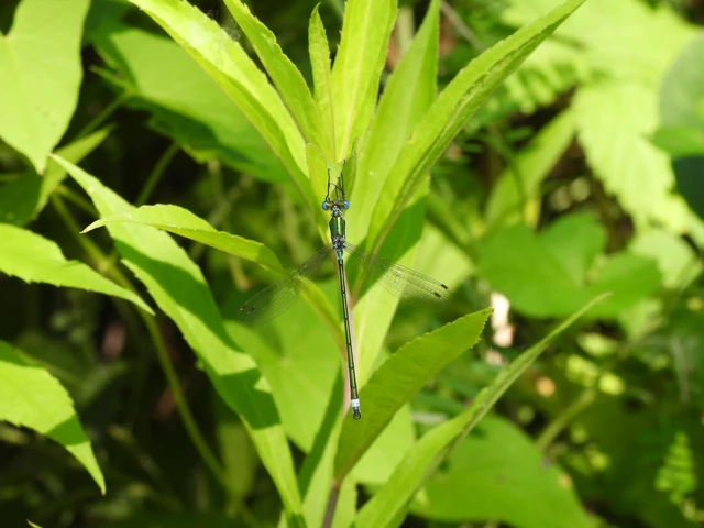 Lestes sponsa - lomha rablószitakötő Lestes sponsa - lomha rablószitakötő
