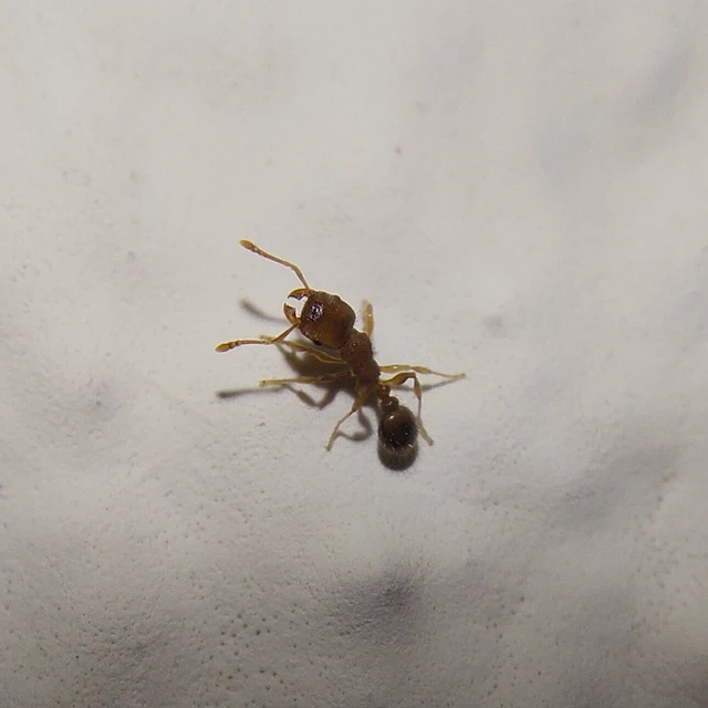 Tetramorium