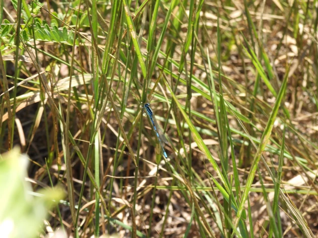 Coenagrion scitulum - mediterrán légivadász