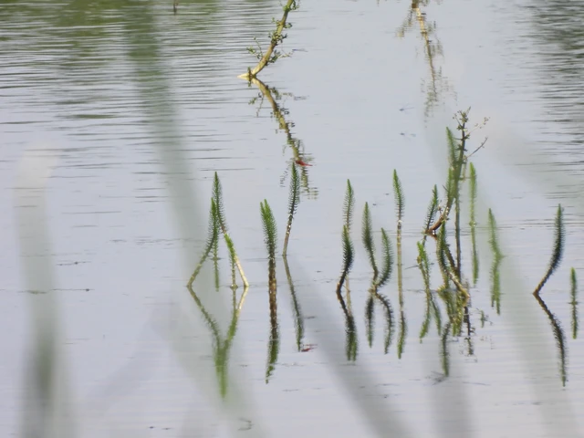 Crocothemis erythraea - skarlát szitakötő