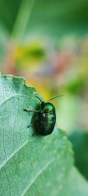Cryptocephalus