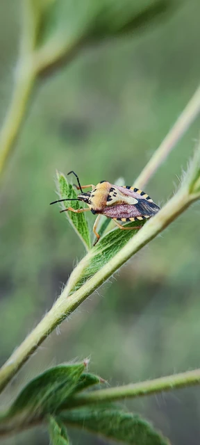 Pentatomidae - címerespoloskák Pentatomidae - címerespoloskák