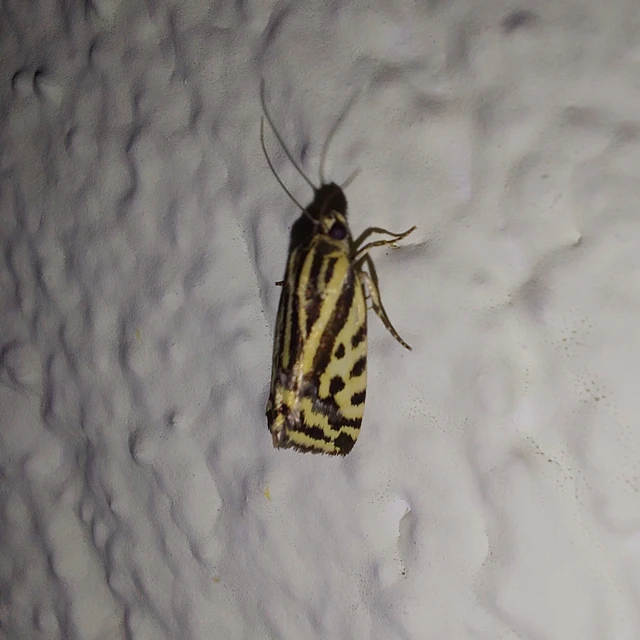Emmelia trabealis - zebrabagoly