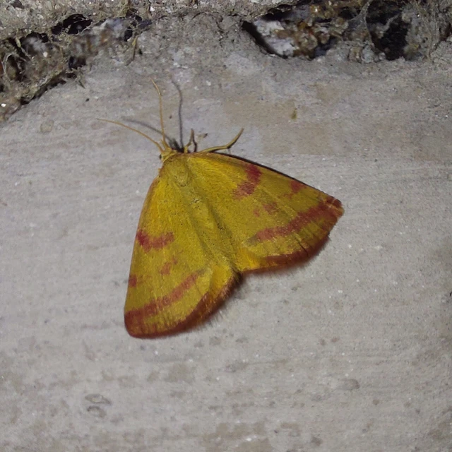 Lythria purpuraria - bíborsávos araszoló
