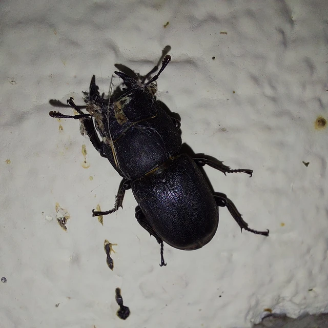 Dorcus parallelipipedus - kis szarvasbogár