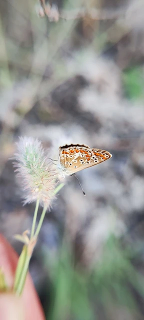 Aricia agestis - szerecsenboglárka