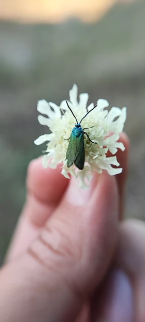 Zygaenidae - csüngőlepkefélék