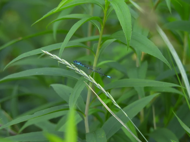 Coenagrion pulchellum - karcsú légivadász