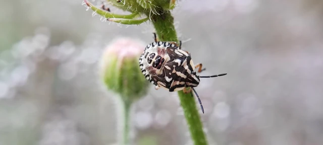 Pentatomidae - címerespoloskák Pentatomidae - címerespoloskák