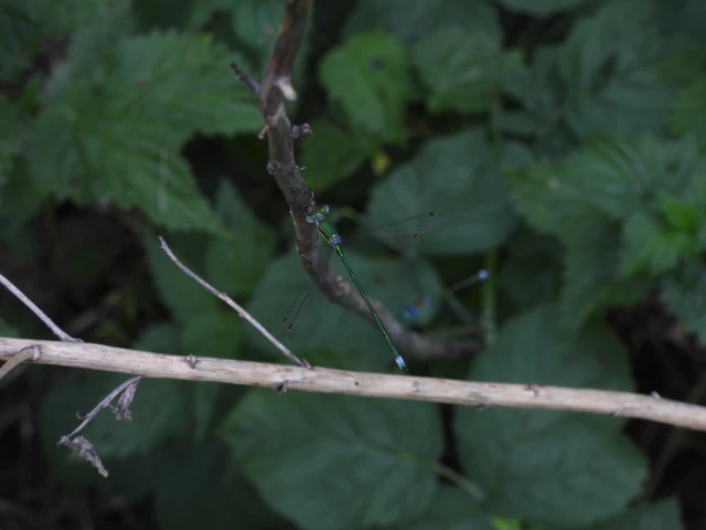 Lestes virens vestalis - kis rablószitakötő Lestes virens vestalis - kis rablószitakötő