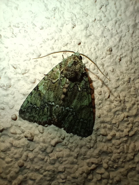 Polyphaenis sericata - selyemfényű erdeibagoly