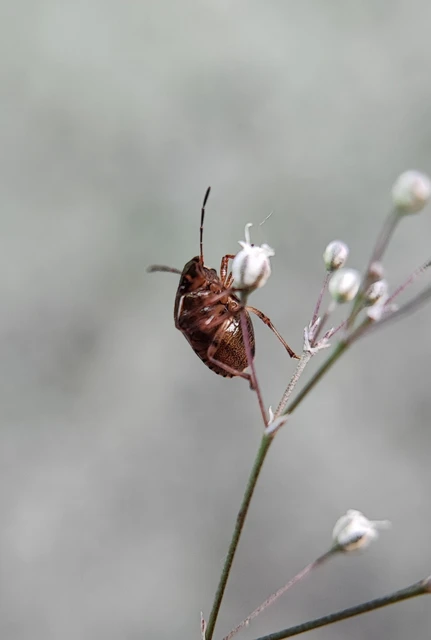 Pentatomidae - címerespoloskák Pentatomidae - címerespoloskák