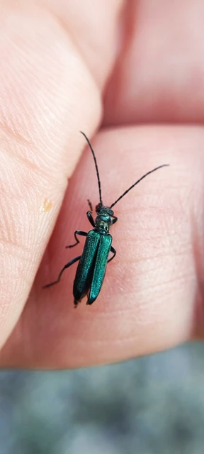 Oedemeridae - álcincérfélék